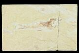 Cretaceous Fossil Fish (Gaudryella) - Lebanon #162838-1